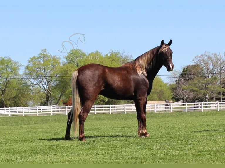 Rocky Mountain Horse Caballo castrado 7 años 142 cm Castaño in Lewisburg