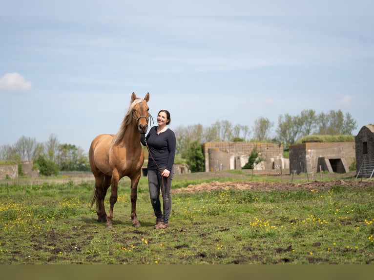 Rocky Mountain Horse Caballo castrado 7 años 154 cm Buckskin/Bayo in Alkmaar