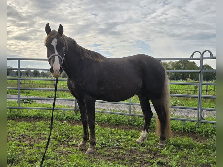 Rocky Mountain Horse Caballo castrado 7 años 158 cm in Wanroij