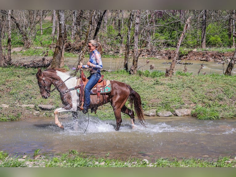 Rocky Mountain Horse Caballo castrado 7 años Tobiano-todas las-capas in Flemingsburg KY