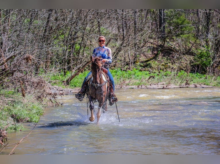 Rocky Mountain Horse Caballo castrado 7 años Tobiano-todas las-capas in Flemingsburg KY