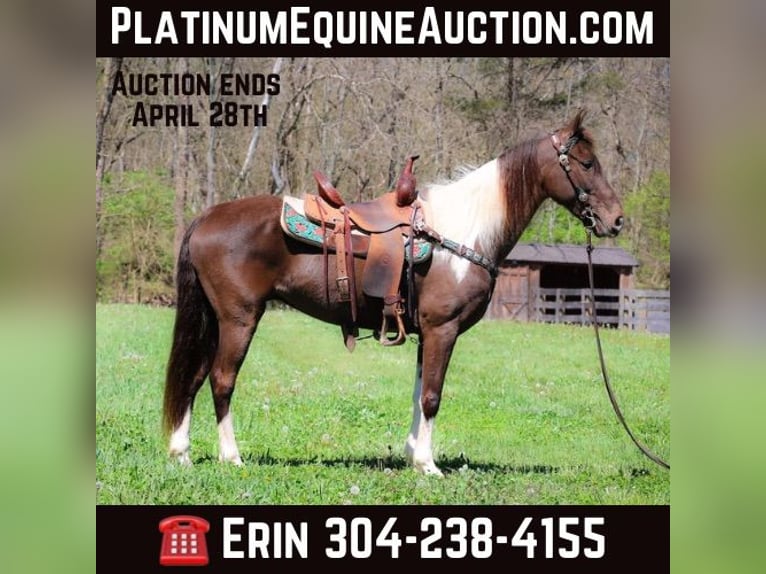 Rocky Mountain Horse Caballo castrado 7 años Tobiano-todas las-capas in Flemingsburg KY