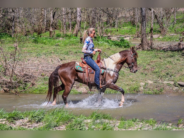 Rocky Mountain Horse Caballo castrado 7 años Tobiano-todas las-capas in Flemingsburg KY