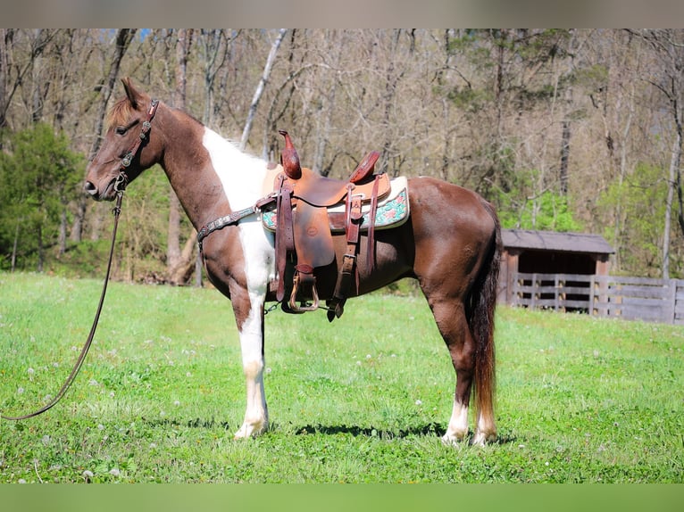 Rocky Mountain Horse Caballo castrado 7 años Tobiano-todas las-capas in Flemingsburg KY