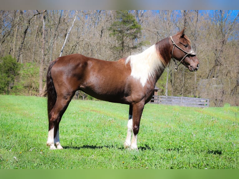 Rocky Mountain Horse Caballo castrado 7 años Tobiano-todas las-capas in Flemingsburg KY