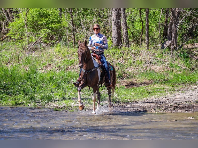 Rocky Mountain Horse Caballo castrado 7 años Tobiano-todas las-capas in Flemingsburg KY