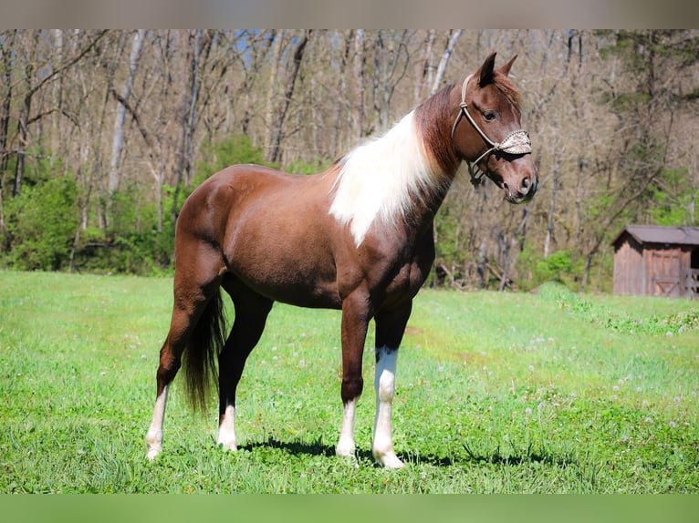 Rocky Mountain Horse Caballo castrado 7 años Tobiano-todas las-capas in Flemingsburg KY