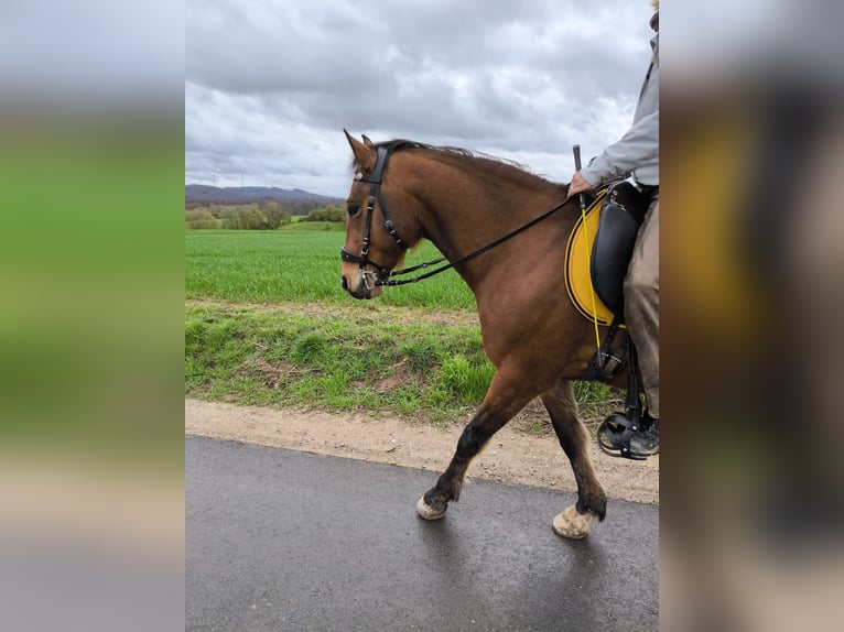 Rocky Mountain Horse Caballo castrado 9 años 153 cm Castaño in Volkmarsen