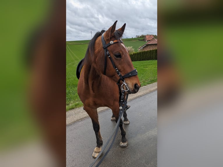Rocky Mountain Horse Caballo castrado 9 años 153 cm Castaño in Volkmarsen
