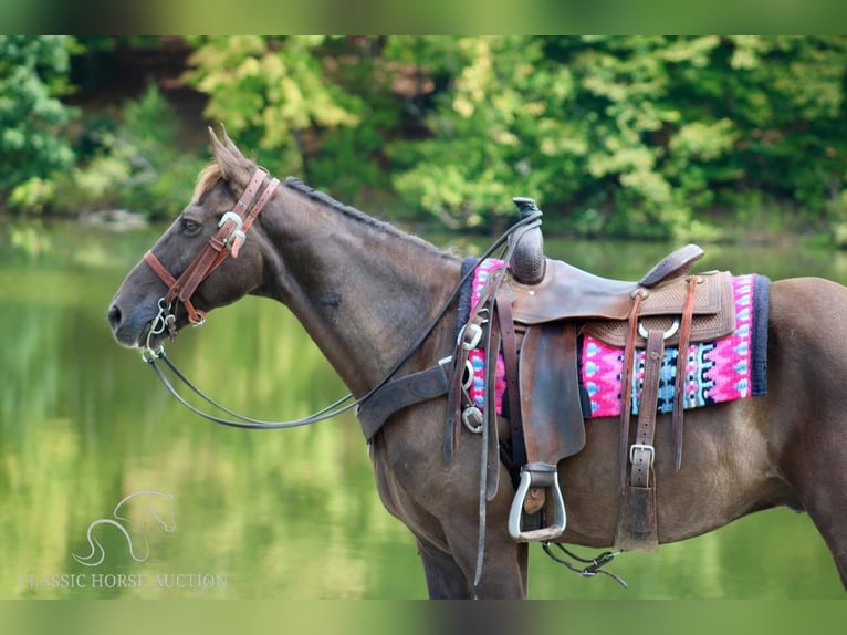 Rocky Mountain Horse Castrone 10 Anni 152 cm Baio in Tompkinsville, KY