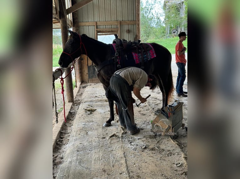 Rocky Mountain Horse Castrone 10 Anni 152 cm Baio in Tompkinsville, KY