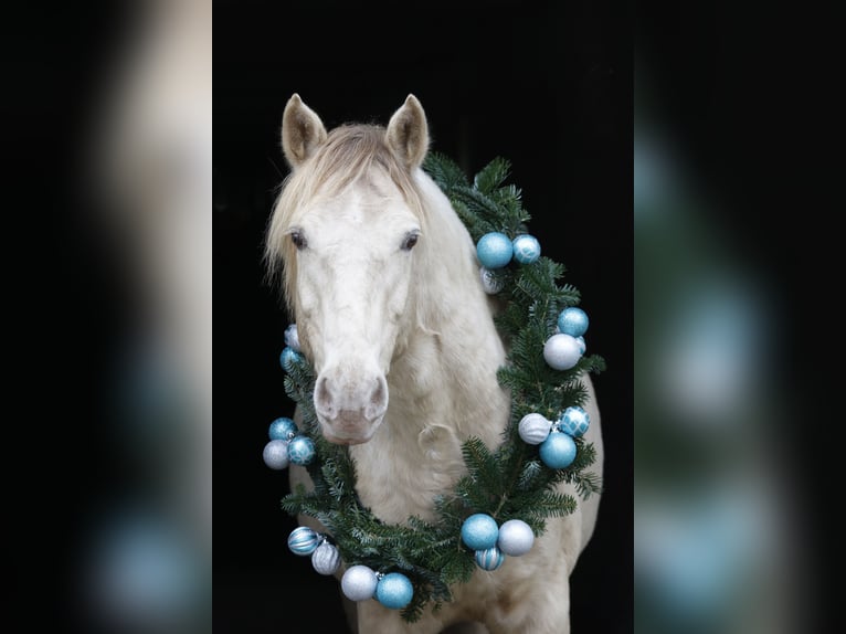 Rocky Mountain Horse Castrone 10 Anni 153 cm Champagne in Diesdorf