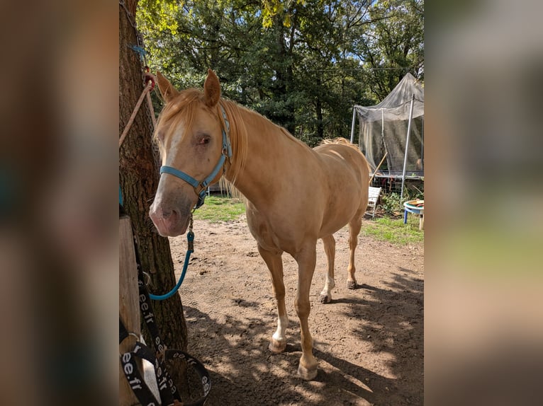 Rocky Mountain Horse Castrone 10 Anni 155 cm Champagne in Montaigu-de-Quercy