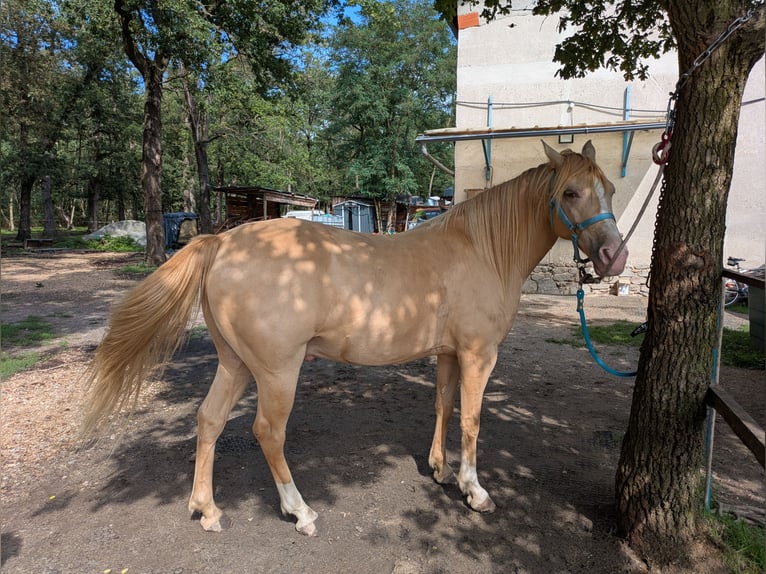 Rocky Mountain Horse Castrone 10 Anni 155 cm Champagne in Montaigu-de-Quercy