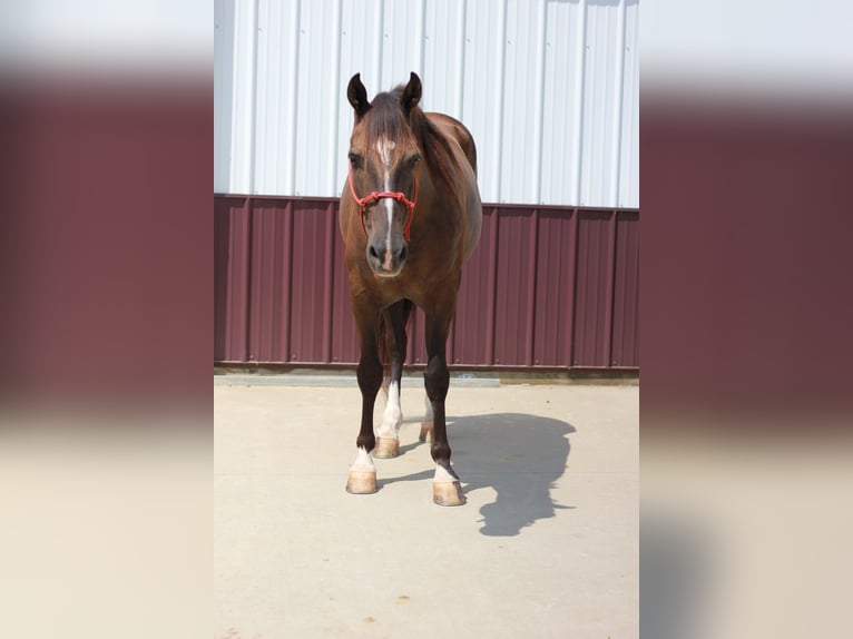 Rocky Mountain Horse Castrone 11 Anni 142 cm Morello in Cynthiana