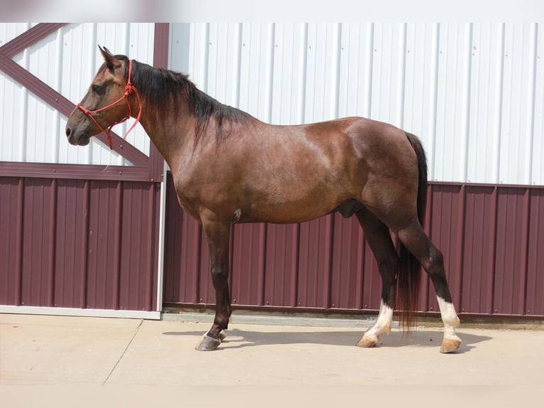 Rocky Mountain Horse Castrone 11 Anni 142 cm Morello in Cynthiana