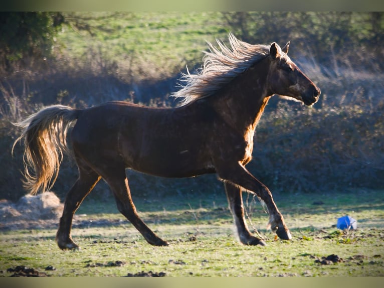 Rocky Mountain Horse Castrone 11 Anni 154 cm Baio in Bad Hersfeld