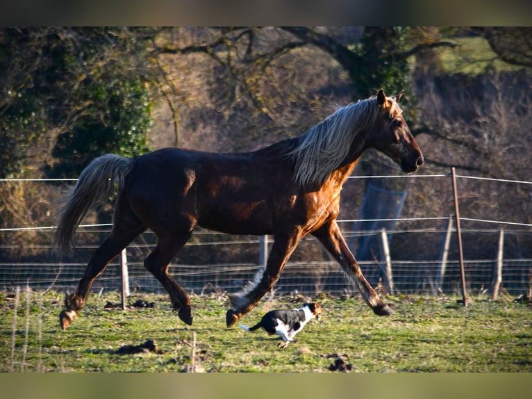 Rocky Mountain Horse Castrone 11 Anni 154 cm Baio in Bad Hersfeld