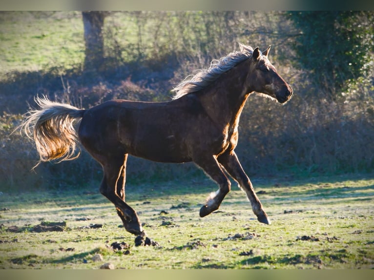 Rocky Mountain Horse Castrone 11 Anni 154 cm Baio in Bad Hersfeld
