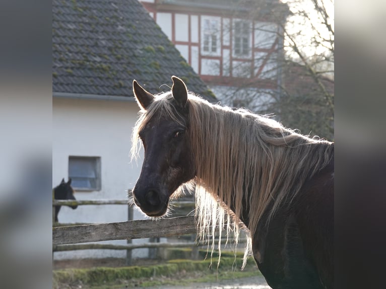 Rocky Mountain Horse Castrone 11 Anni 154 cm Baio in Bad Hersfeld