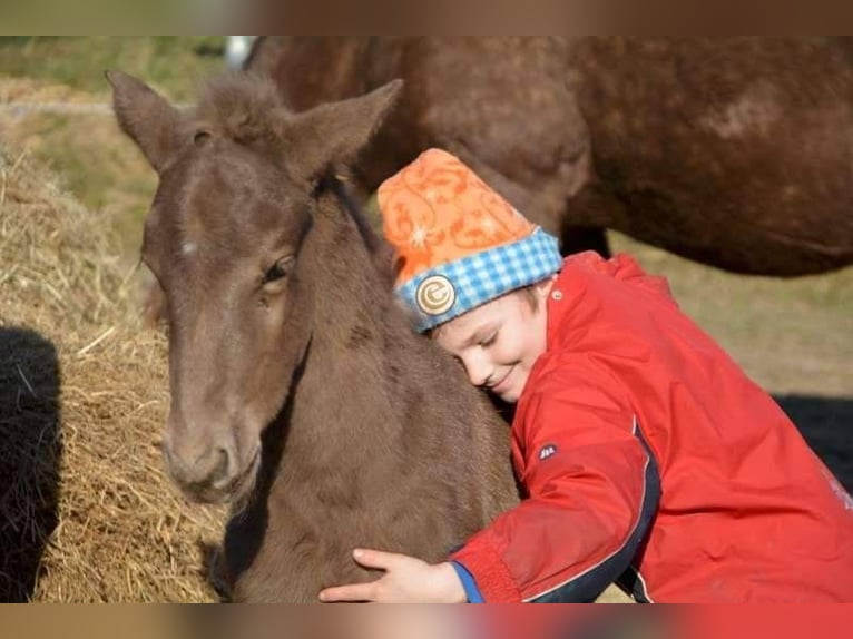 Rocky Mountain Horse Castrone 11 Anni 154 cm Baio in Bad Hersfeld