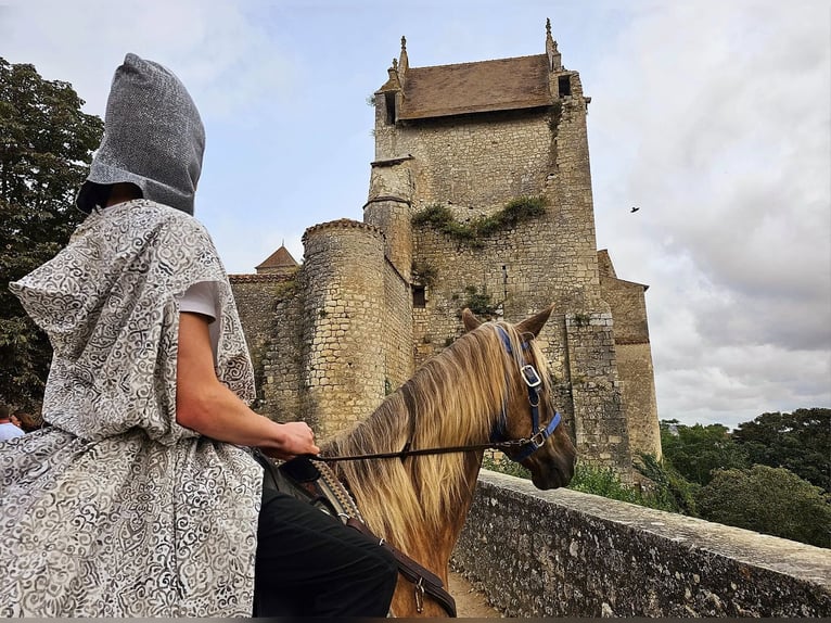 Rocky Mountain Horse Castrone 11 Anni 154 cm Baio in Bad Hersfeld