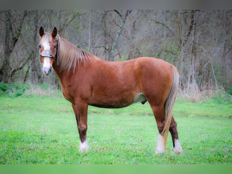 Rocky Mountain Horse Castrone 13 Anni 152 cm Baio in Flemingsburg KY