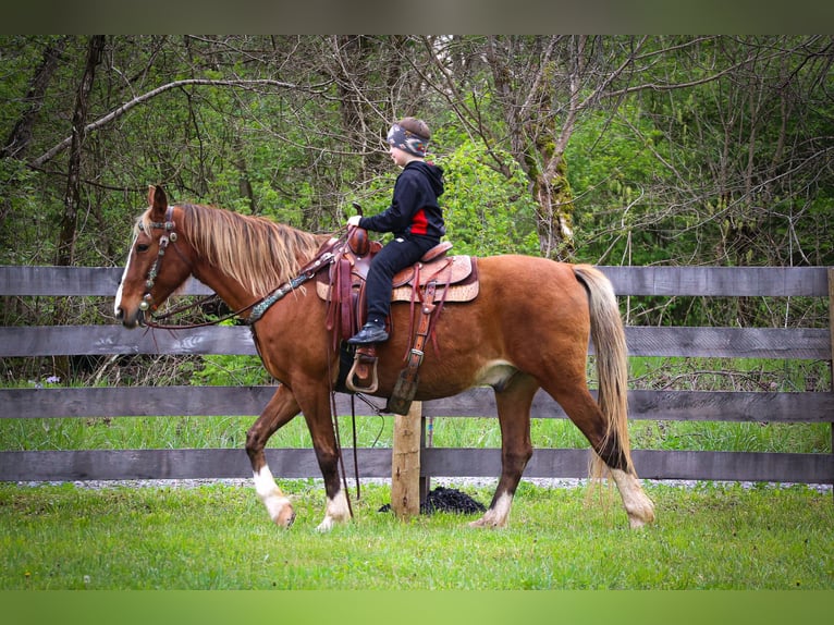 Rocky Mountain Horse Castrone 13 Anni 152 cm Baio in Flemingsburg KY