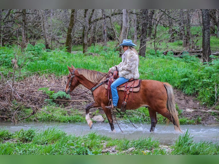 Rocky Mountain Horse Castrone 13 Anni 152 cm Baio in Flemingsburg KY