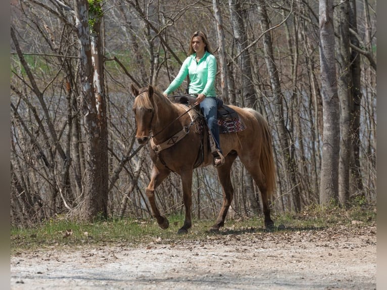 Rocky Mountain Horse Castrone 14 Anni 160 cm Baio in Ewing KY