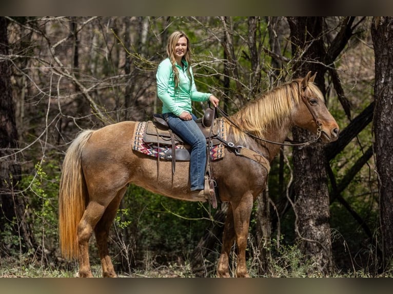 Rocky Mountain Horse Castrone 14 Anni 160 cm Baio in Ewing KY