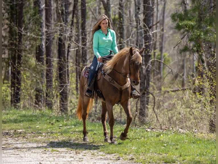Rocky Mountain Horse Castrone 14 Anni 160 cm Baio in Ewing KY