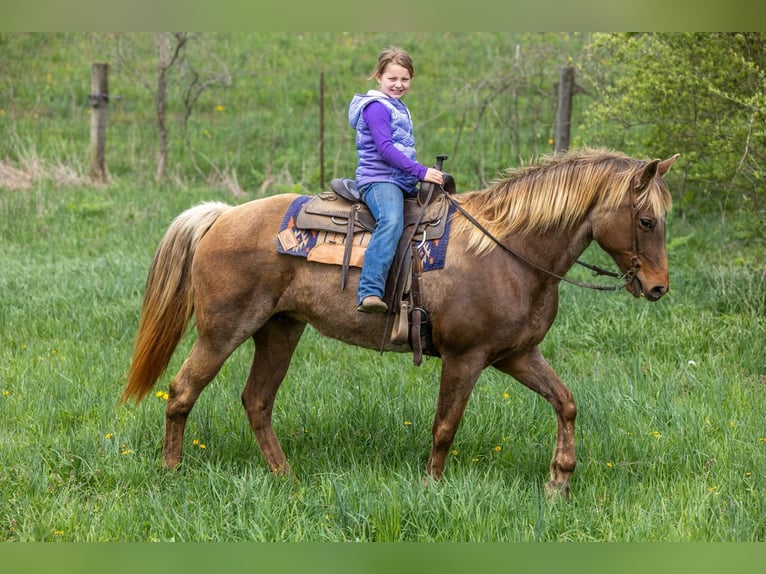 Rocky Mountain Horse Castrone 14 Anni 160 cm Baio in Ewing KY