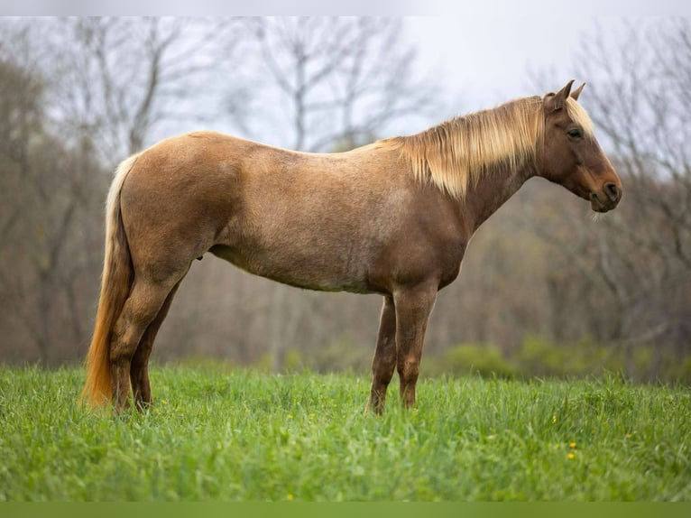 Rocky Mountain Horse Castrone 14 Anni 160 cm Baio in Ewing KY