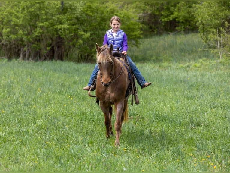 Rocky Mountain Horse Castrone 14 Anni 160 cm Baio in Ewing KY