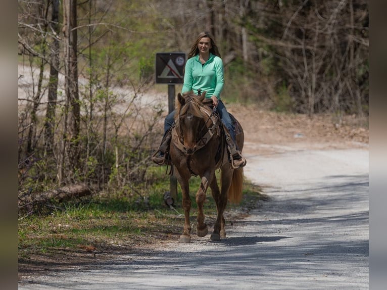 Rocky Mountain Horse Castrone 14 Anni 160 cm Baio in Ewing KY