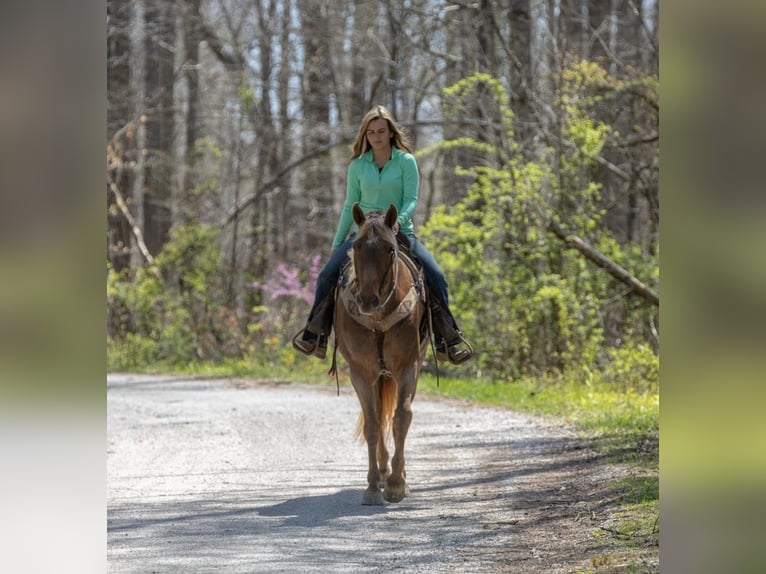 Rocky Mountain Horse Castrone 14 Anni 160 cm Baio in Ewing KY