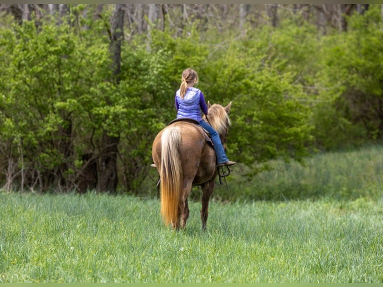 Rocky Mountain Horse Castrone 14 Anni 160 cm Baio in Ewing KY