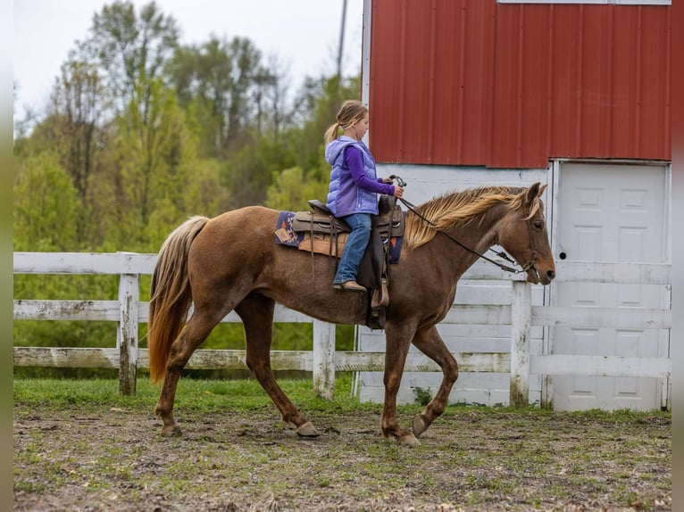 Rocky Mountain Horse Castrone 14 Anni 160 cm Baio in Ewing KY