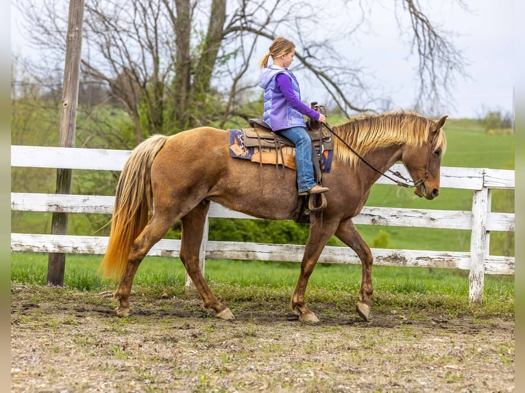 Rocky Mountain Horse Castrone 14 Anni 160 cm Baio in Ewing KY