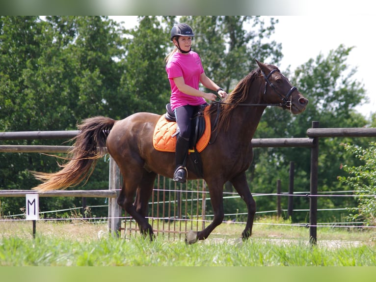 Rocky Mountain Horse Castrone 15 Anni 154 cm in Les Barthes