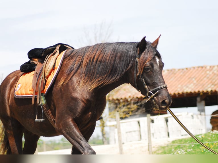 Rocky Mountain Horse Castrone 15 Anni 154 cm in Les Barthes