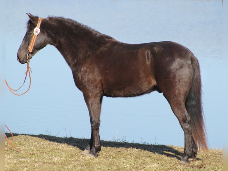 Rocky Mountain Horse Castrone 15 Anni Sauro scuro in Whitley City, KY