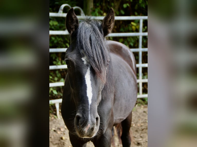 Rocky Mountain Horse Mix Castrone 2 Anni 148 cm Morello in Morsbach
