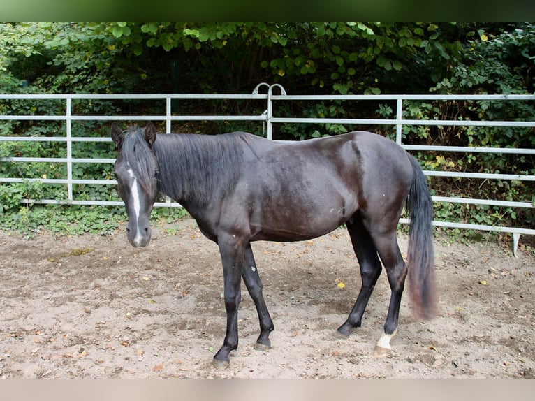 Rocky Mountain Horse Mix Castrone 2 Anni 148 cm Morello in Morsbach