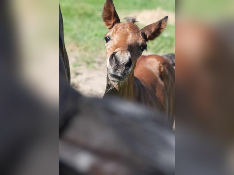 Rocky Mountain Horse Castrone 2 Anni 150 cm Baio in Ribbesbüttel