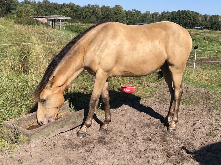 Rocky Mountain Horse Mix Castrone 2 Anni 155 cm Champagne in Ribbesbüttel