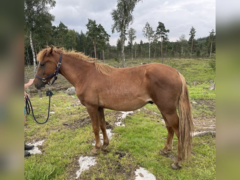 Rocky Mountain Horse Castrone 3 Anni 146 cm Sauro scuro in Bor&#xE5;s