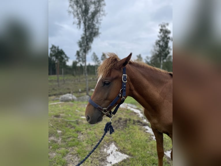 Rocky Mountain Horse Castrone 3 Anni 146 cm Sauro scuro in Bor&#xE5;s