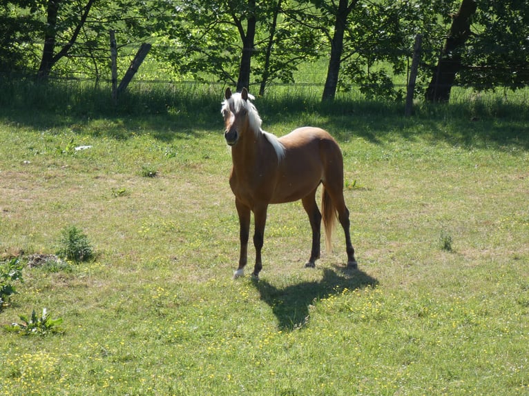 Rocky Mountain Horse Castrone 3 Anni 150 cm Baio ciliegia in Genappe